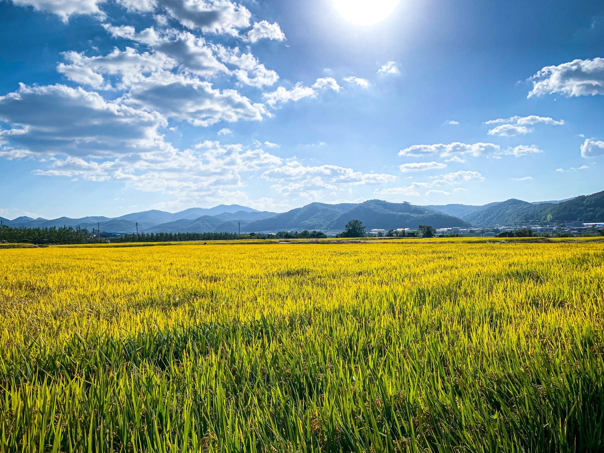 황금빛 벼논과 산 — 식량 주권의 풍경