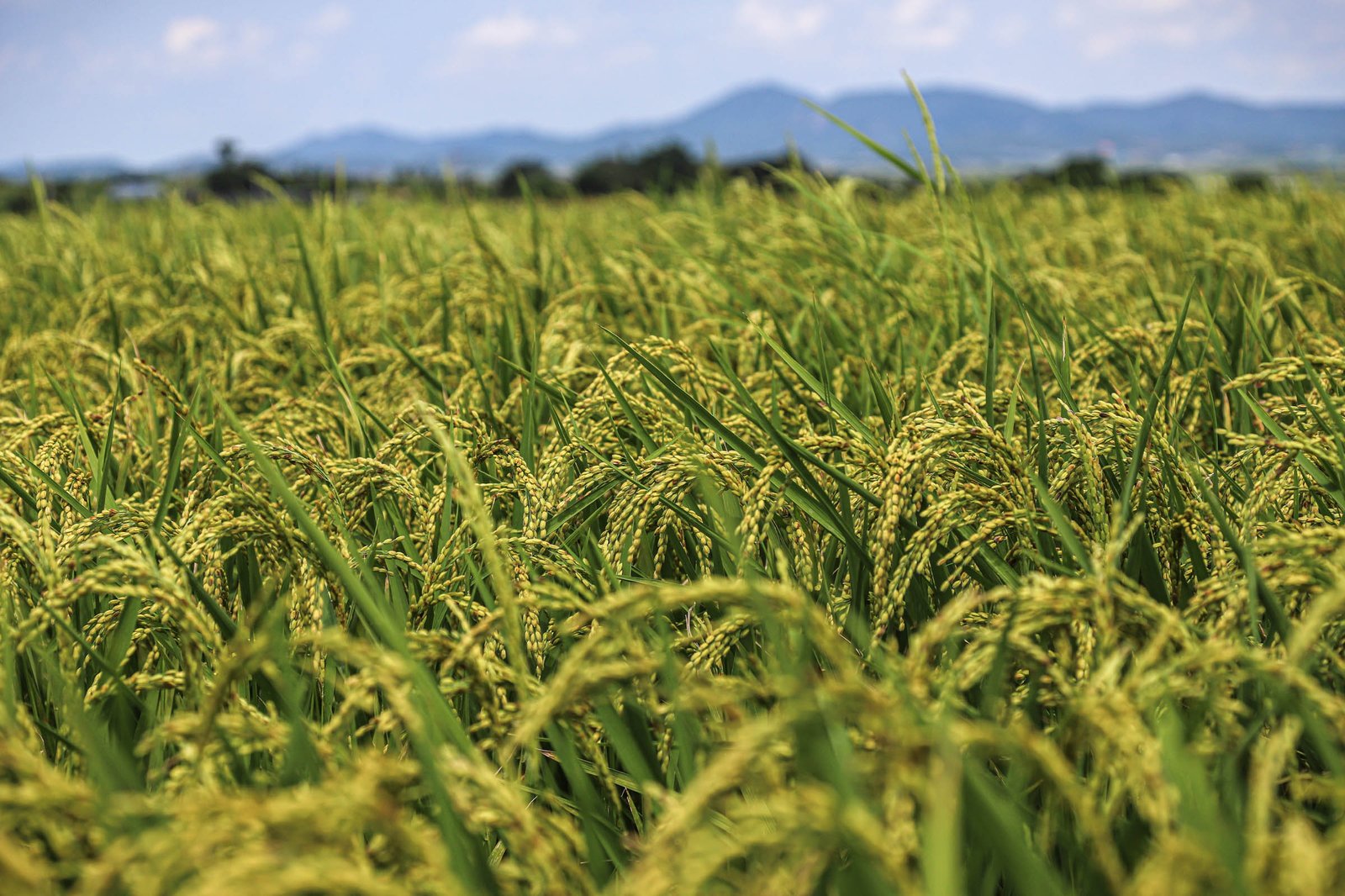 뜨거워진 논, 줄어드는 밥그릇 — 기후변화와 한국 쌀 생산 10년